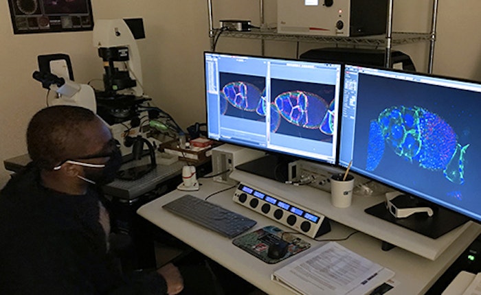 Student uses a confocal microscope
