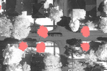 Infared Identification of Infected Trees
